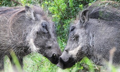 warthogs in the wild face to face
