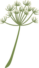 Angelica sinensis, dong quai, flower