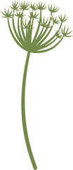 Angelica sinensis, dong quai, flower