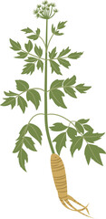 Angelica sinensis, dong quai, plant