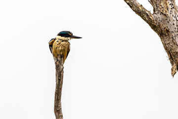 A colorful Kingfisher perched on a branch