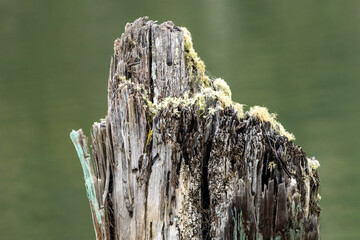 Old Pier Posts in Sea Water.	
