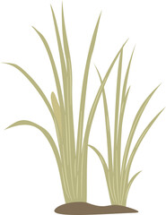 Acorus calamus, sweet flag plant leaves