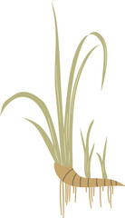 Acorus calamus, sweet flag rhizome and leaves