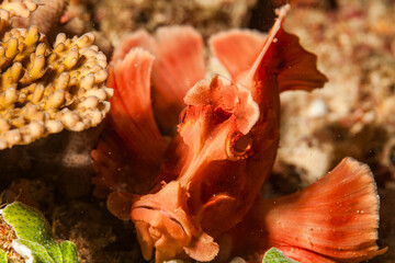 Mozambique, Inhambane, Tofo, Mauritian Scorpionfish (Rhinopias eschmeyeri)