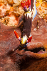 Mozambique, Inhambane, Tofo, Bighorn Nembrotha (Nembrotha megalocera), nudibranch