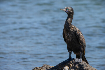 A Little Black Cormorant on a rock with water background