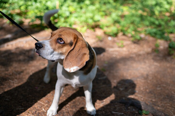 Cute beagle on a leash sitting on a forest path surrounded by trees, enjoying a peaceful outdoor...