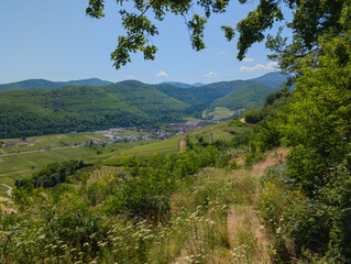 La vallée de Kaysersberg au printemps : entre vignoble et forêt, Alsace, CEA, Grand Est, France