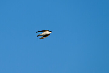 Uferschwalbe (Riparia riparia) im Flug	