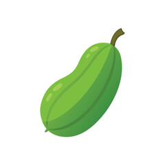 Fresh green bottle gourd vegetable vector illustration isolated on white background