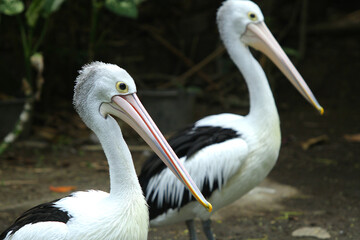 Close-Up Portrait of Pelican with Long Beak in Natural Habitat