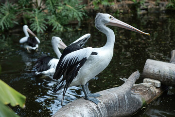 Australian Pelican Standing on Log with Wings Spread Beside a Calm Forest Pond