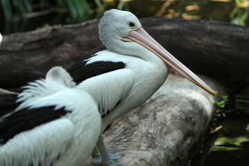 Australian Pelican Standing on Log Near Tropical Plants by Water