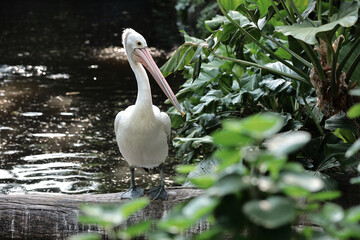 Australian Pelican Standing on Log Near Tropical Plants by Water