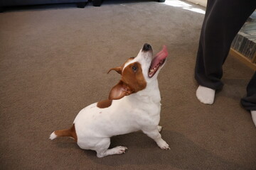 Dog Playing with a Bouncing Ball