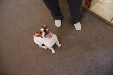 Dog Playing with a Bouncing Ball