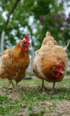 Two brown chickens stand on grass in a natural outdoor setting.