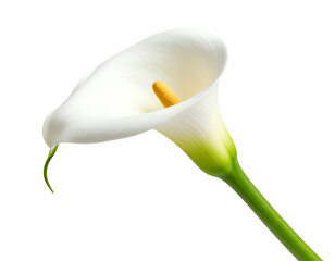 calla lily flower isolated on transparent background