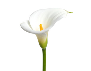 calla lily flower isolated on transparent background