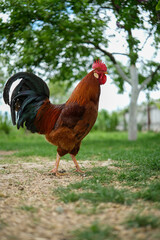 Majestic red rooster with vibrant plumage stands proudly in a natural setting.