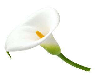 calla lily flower isolated on transparent background