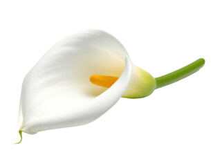 calla lily flower isolated on transparent background
