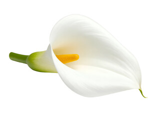 calla lily flower isolated on transparent background