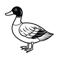 billed teal sketch vector