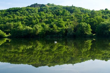 lake and small hill  in the green forest with a swan