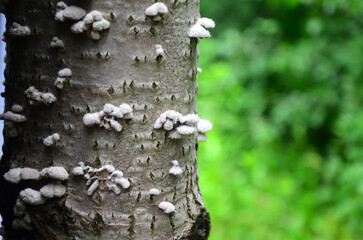 Common splitweed, common schizophyllum (Schizophyllum commune)
