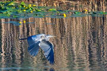 Graureiher im Flug in der Abendsonne	
