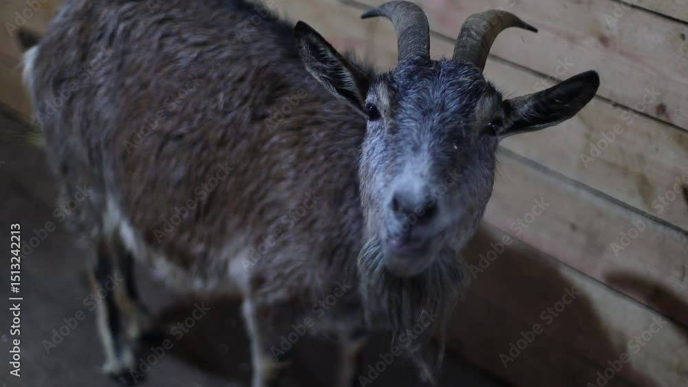 Poster a goat is standing next to a rustic wooden wall in a natural setting