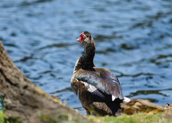 A Muscovy duck stands near a calm body of water, its dark plumage contrasting against the blue ripples