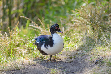 A Muscovy duck, predominantly black and white, stands on dry ground amidst sparse vegetation
