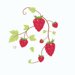 Sweet Raspberry Vine Illustration: Fresh, Juicy Berries and Lush Green Leaves