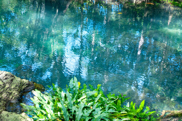 Slightly Murky to Emerald-Green River with Tree Roots at Tha Pom Klong Song Nam, Krabi, Thailand...
