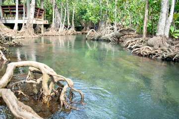Slightly Murky to Emerald-Green River with Tree Roots at Tha Pom Klong Song Nam, Krabi, Thailand...