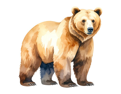 Cartoon watercolor bear Illustration. Animal clipart illustration.