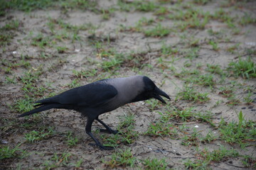 house crow in various poses on the grass