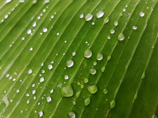 green leaf with water drops