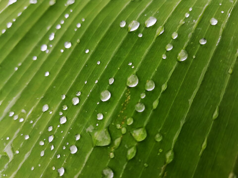 green leaf with water drops