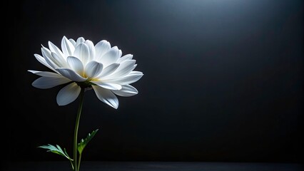 Pure White Flower Blooming in Darkness - Serenity, Nature, Contrast, Beauty, Floral, Tranquility, Peaceful, Growth, Blossom, Night, Light, Shadow, Garden,