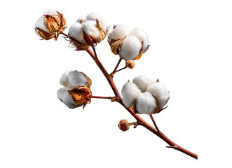 Cotton branch with bolls