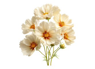 Fototapeta premium Cream Cosmos Bouquet