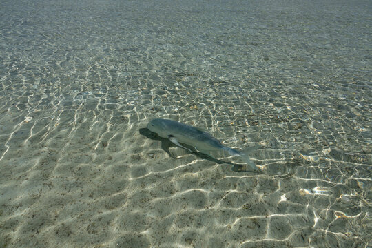 Giant trevally (Caranx ignobilis) swimming in the shallow waters of the beaches of Honeymoon Island, Aiutaki, Cook Islands, South Pacific
