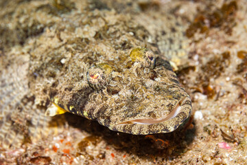 Mozambique, Inhambane, Tofo, Crocodilefish (Cociella crocodila)