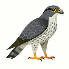 Bird Hornbill Cartoon Vector Illustration