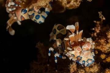 Mozambique, Inhambane, Tofo, Harlequin Shrimp (Hymenocera picta)
