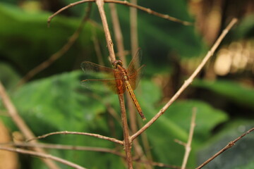 dragonfly on a branch